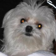 bellacha